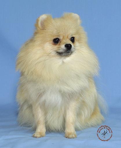 Pomeranian 9W042D-132.JPG